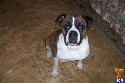 Dogs - Boxer